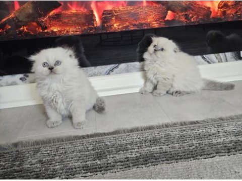 Üst kalitede scottish fold longhair kalıcı mavi gözlü