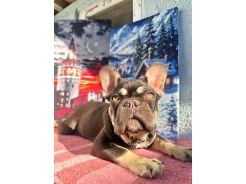 Coco blue tan fluffy carrier french bulldog