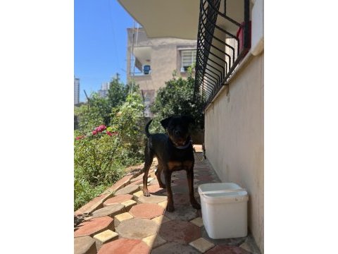 Rottweiler
