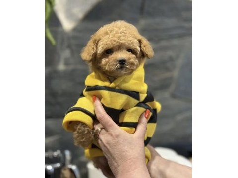 Mini maltipoo bebeklerimiz