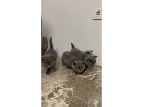 4 adet 50 günlük british shorthair sahiplendirilecektir