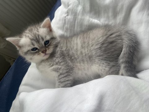 2 aylık british shorthair