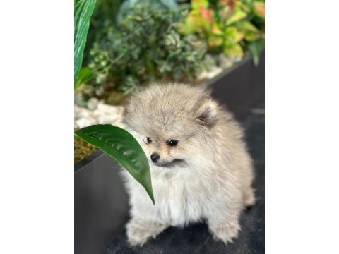 Orjinal pomeranian boo