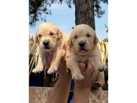 Golden retriever yavrularımız
