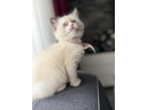 Ragdoll yavru
