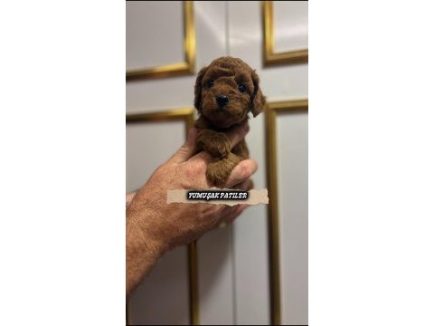 Red toy poodle