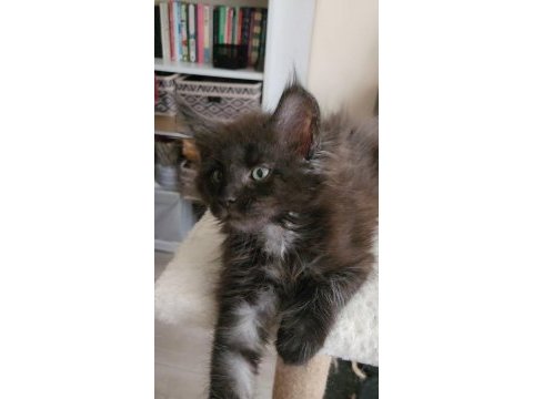 Maine coon yavru