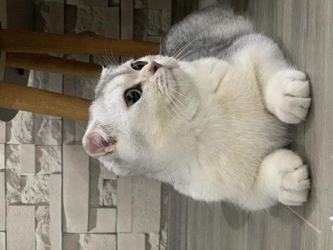 7 aylık british shorthair kül beyaz