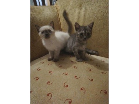 60 günlük british shorthair yavrular