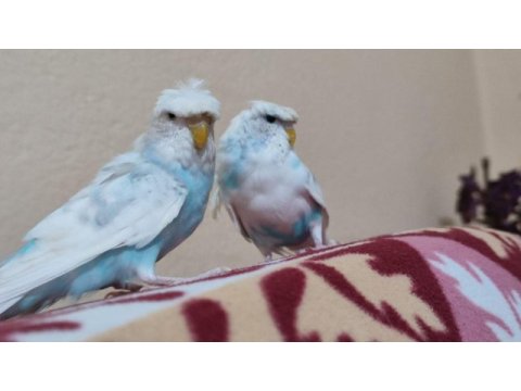 Yetişen alıyor kuşları