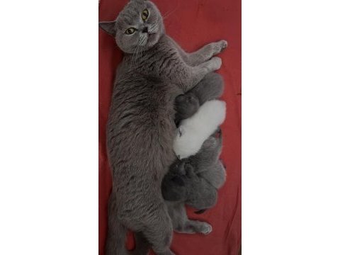 Rezerve edilecek yavru kediler