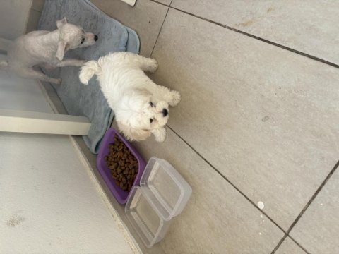 2 aylık erkek yavru safkan maltese terrier