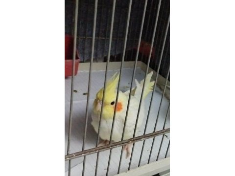 Dişi lutino sultan papağanı