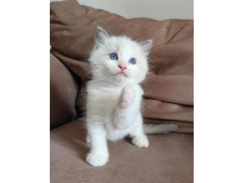 Secereli ragdoll yavrular