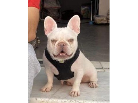 İzmirden lilac tan plantiyum french bulldog