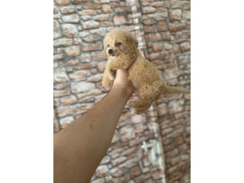 Maltipoo yavrularımız yeni yuvasını arıyor
