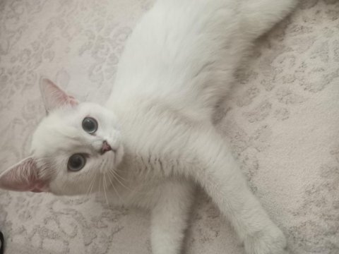 3,5 aylık dişi british shorthair