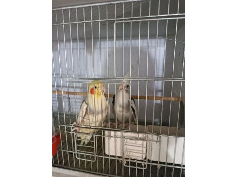 Kuşlar genç ve daha önce yavru alınmıştır