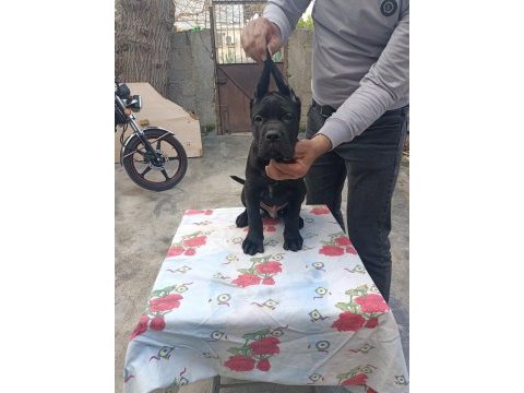 Mükemmel kalitede fcı kıf a clas şecereli cane corso yavru