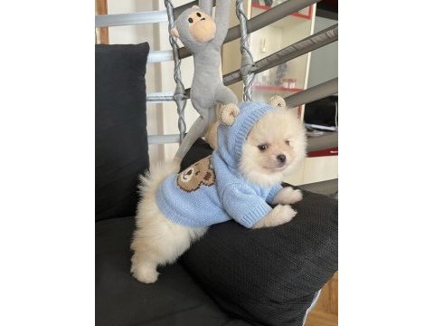 Pomeranian boo bebek köpekler