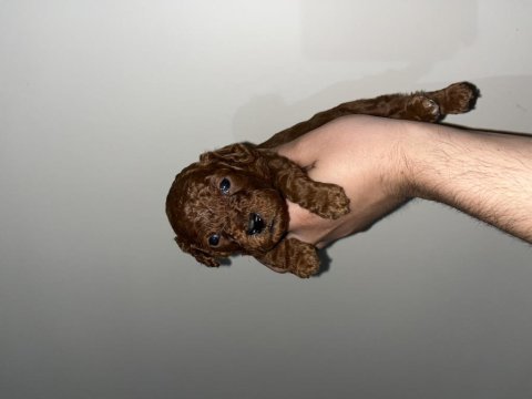 Mini boy toy poodle yavrular