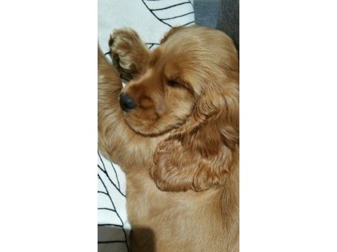 Gelip canlı görebileceğiniz cocker yavrular