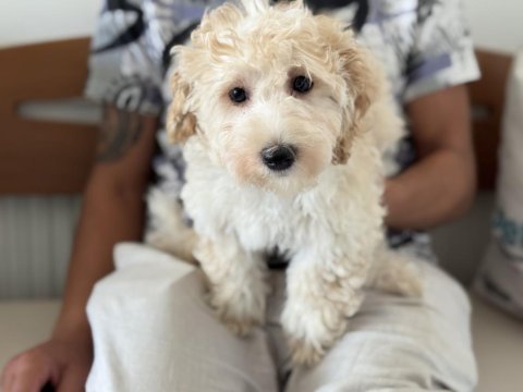 Wc eğitimli maltipoo lar petmode den