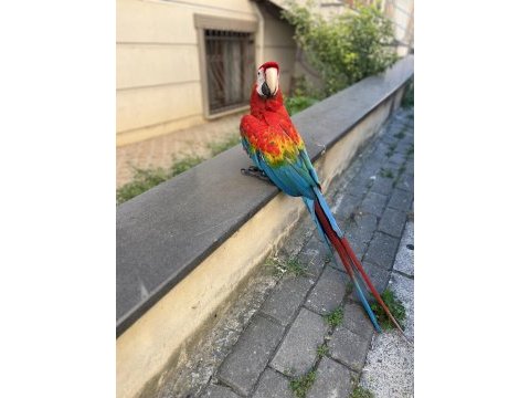 Rubin macaw papağanımız