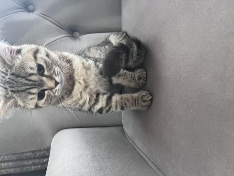 British shorthair golden tabby