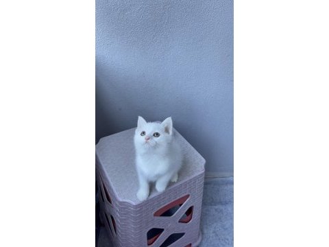 British shorthair kar beyaz dişi oyuncu yavrumuz