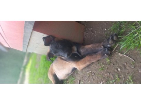 Bursadan a kalite malinois yavrular