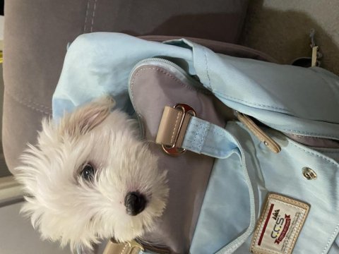 Dünyanın en tatlı canlısı maltipoo köpeğimiz