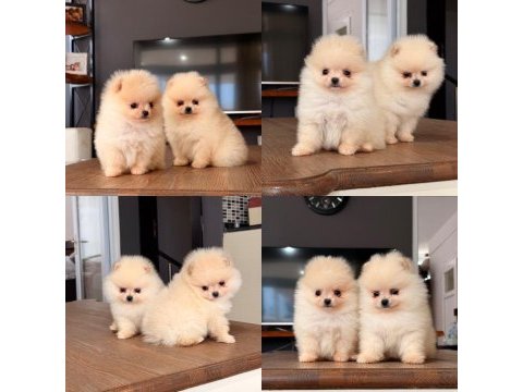 Mersin pomeranian boo mini köpeği