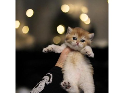British shorthair türkiyede eşi benzeri yok