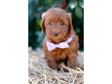 Maltipoo  yavrularımız 