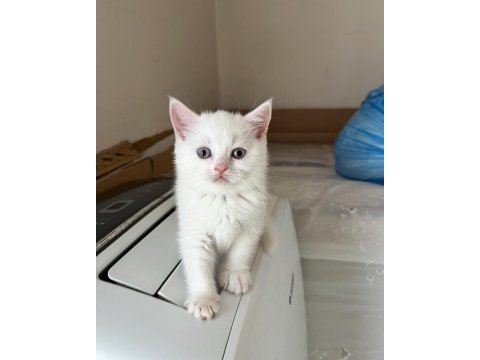 Sevimli british shorthair kardeşler