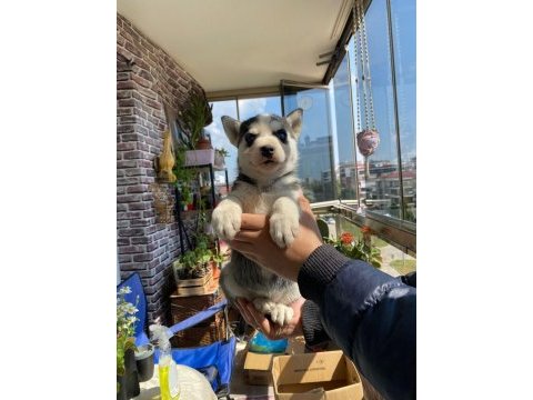 Husky yavrularımız yeni ailelerini arıyor