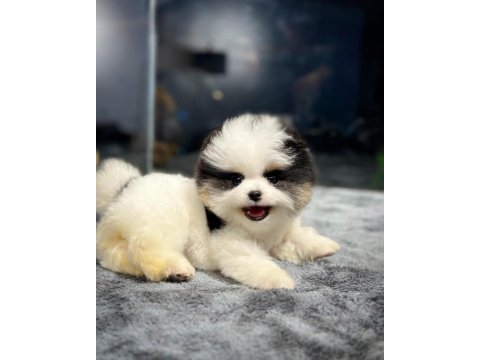 Harika yüz güzelliğine sahip pomeranian yavrularımız