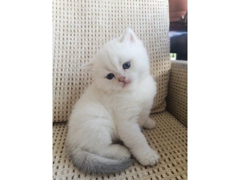 British shorthair ve longhair golden bebekler