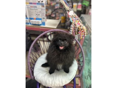 4 aylık dişi pomeranian boo yavrular