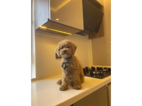 Acil 3 aylık erkek toy poodle aşıları yapılmıştır