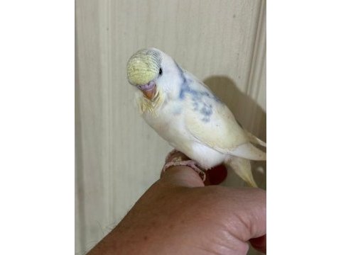30 günlük konuşturmalık muhabbet kuşu bebek