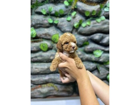 65 günlük kore poodle yavrular