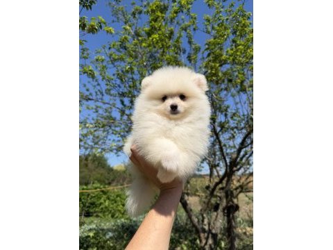 Kusursuz karbeyaz dişi pomeranian boo