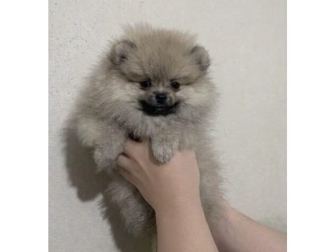 Pomeranian erkek