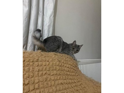 Acil 8 aylık dişi 3 patili kedi yardıma muhtaç tekir