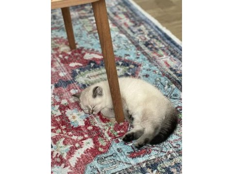 British blue point kızım yeni yuvasını arıyor