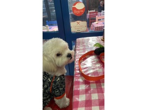 Sahiplendirme 8 aylık köpeğimiz