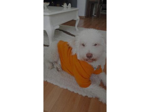 Terrier ve poodle melezi ömürlük yuva arıyor
