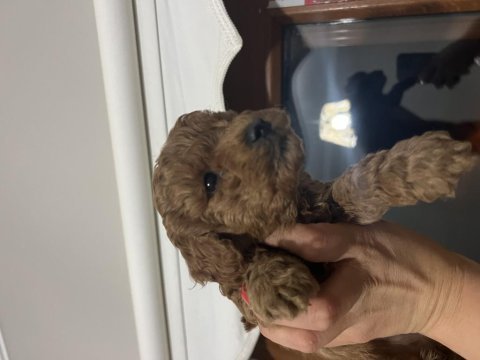 Ömür boyu ırk garantili kıvır kıvır toy poodle bebekler